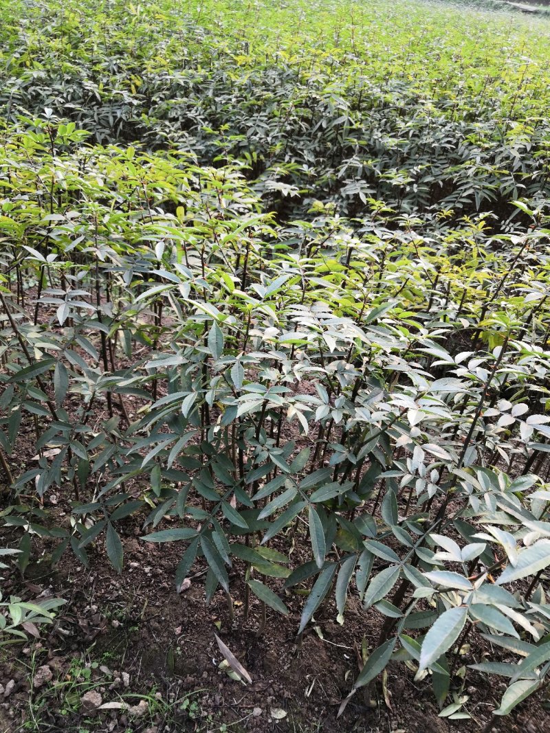 重庆江津正宗九叶青花椒苗批发品质有保障量大从优