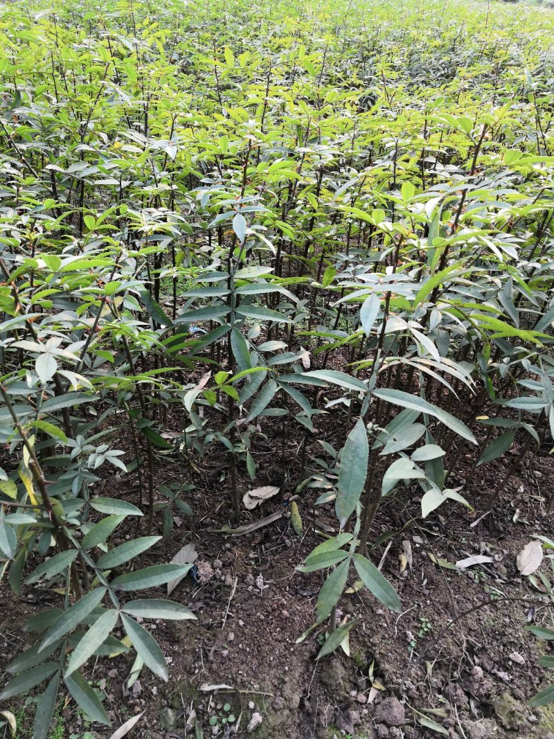 重庆江津正宗九叶青花椒苗批发品质有保障量大从优