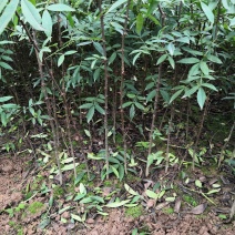 重庆江津正宗九叶青花椒苗批发品质有保障量大从优