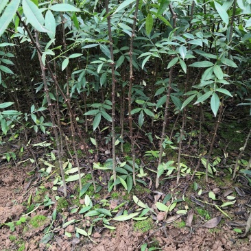 重庆江津正宗九叶青花椒苗批发品质有保障量大从优