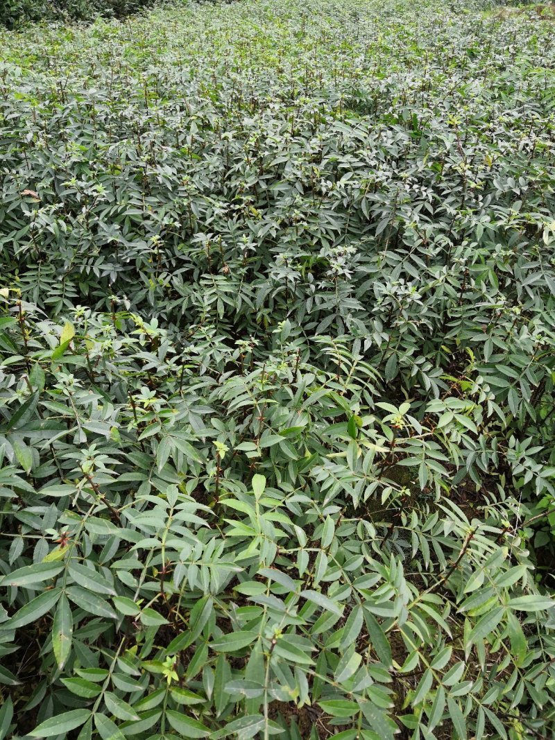 重庆江津正宗九叶青花椒苗批发品质有保障量大从优