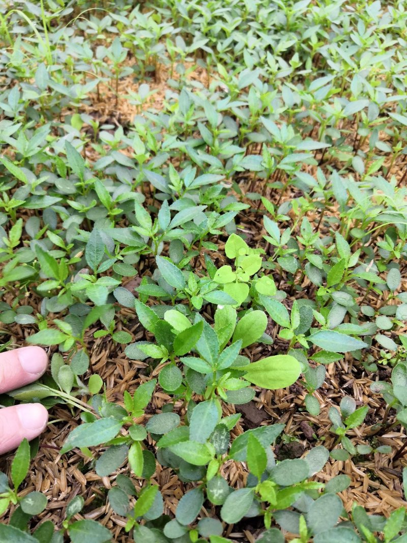 大量批发纯正九叶青花椒杯苗花椒芽苗花椒小苗花椒苗