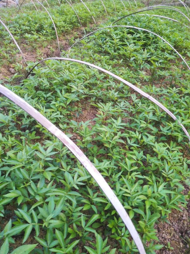 大量批发纯正九叶青花椒芽苗花椒小苗花椒苗天知椒苗