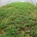 大量批发纯正九叶青花椒杯苗花椒芽苗花椒小苗花椒苗