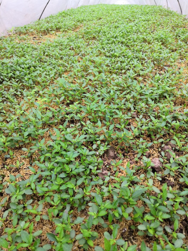 大量批发纯正九叶青花椒杯苗花椒芽苗花椒小苗花椒苗