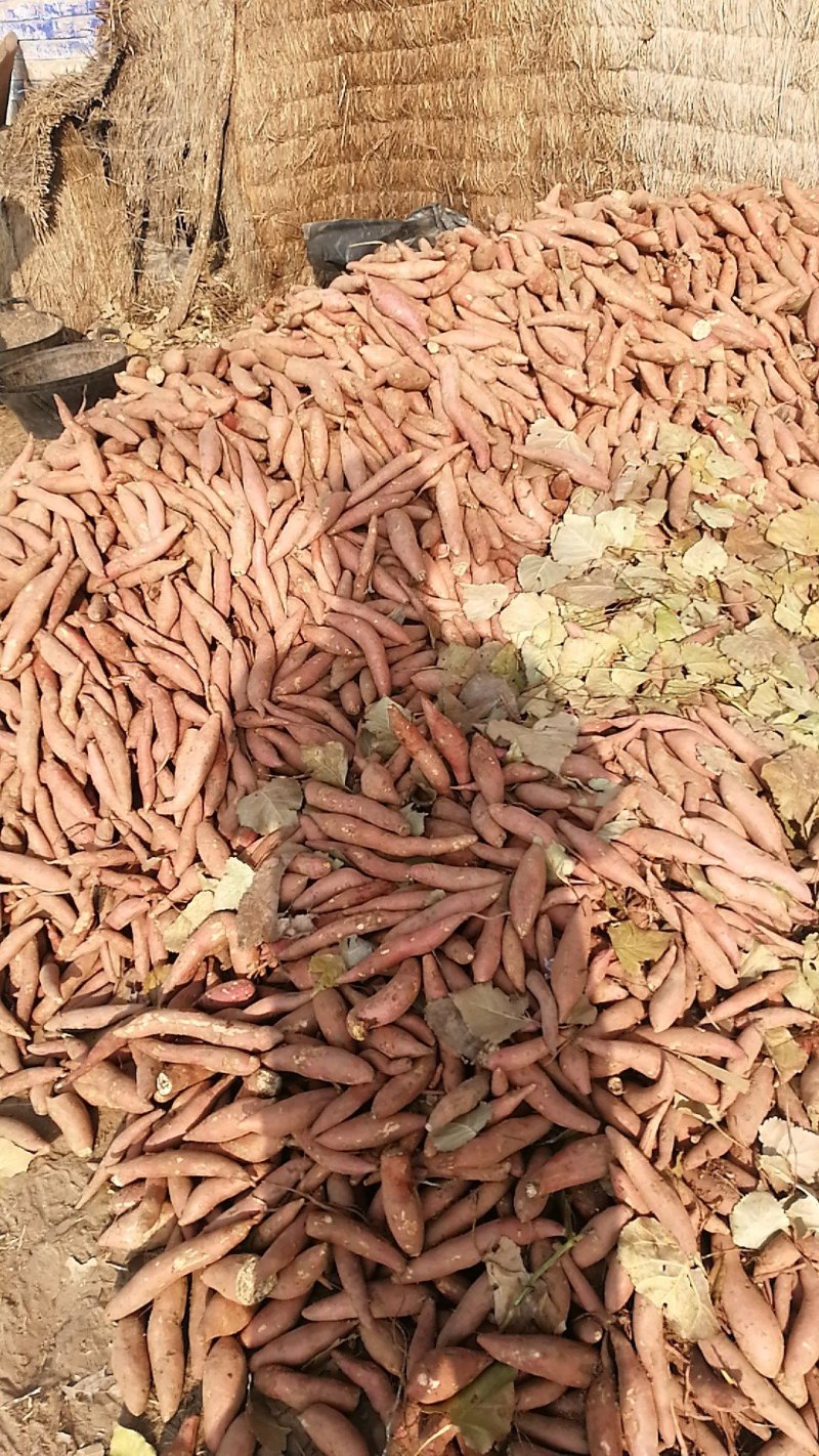 龙薯九，1-3两小红薯，手拣精品大量批发