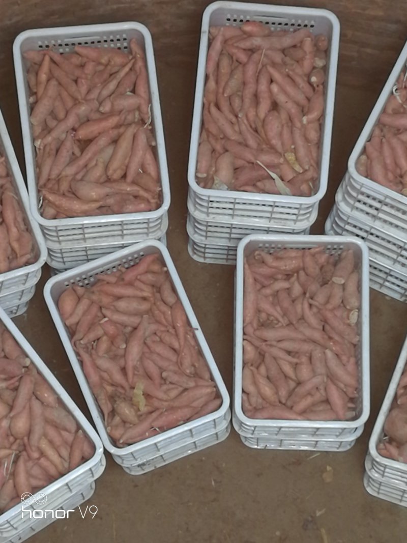 龙薯九，1-3两小红薯，手拣精品大量批发