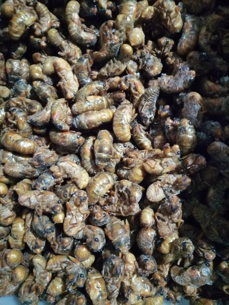 干冻颗粒金蝉