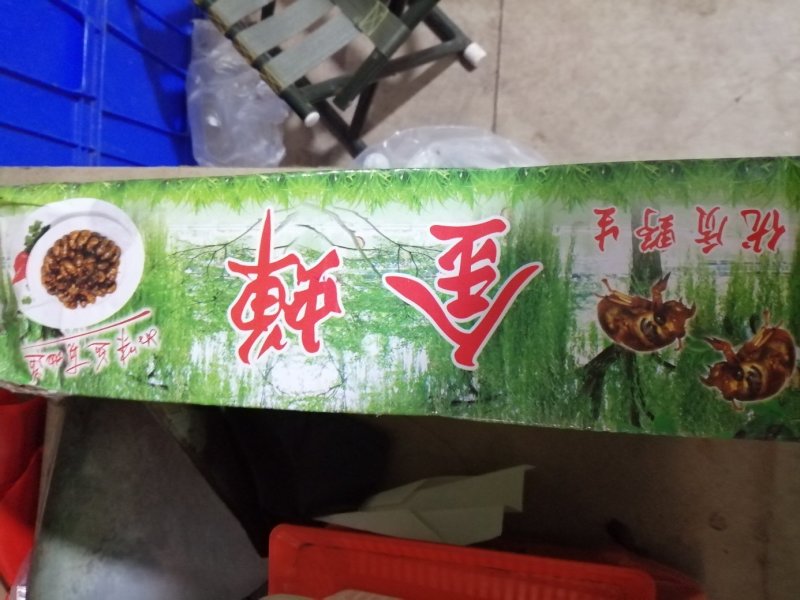 颗粒冻金蝉