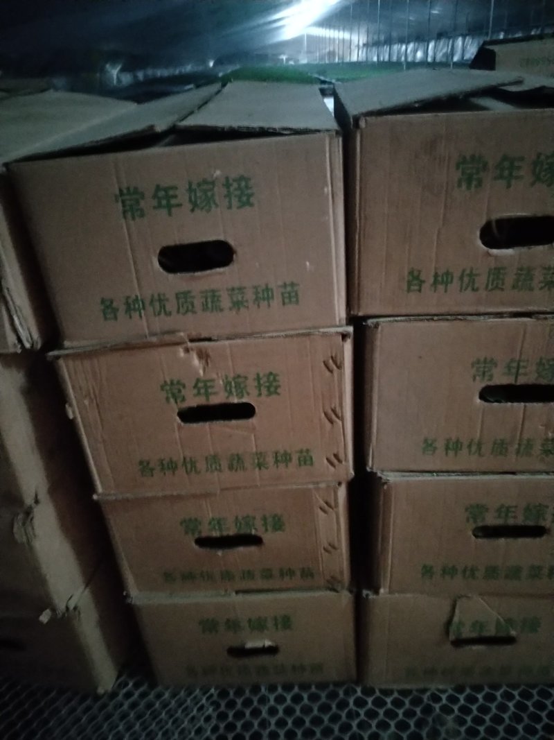 甜瓜苗山东省莘县大型苗厂