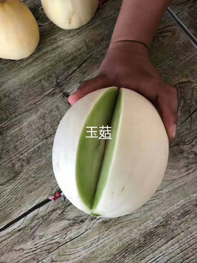 甜瓜苗山东省莘县大型苗厂
