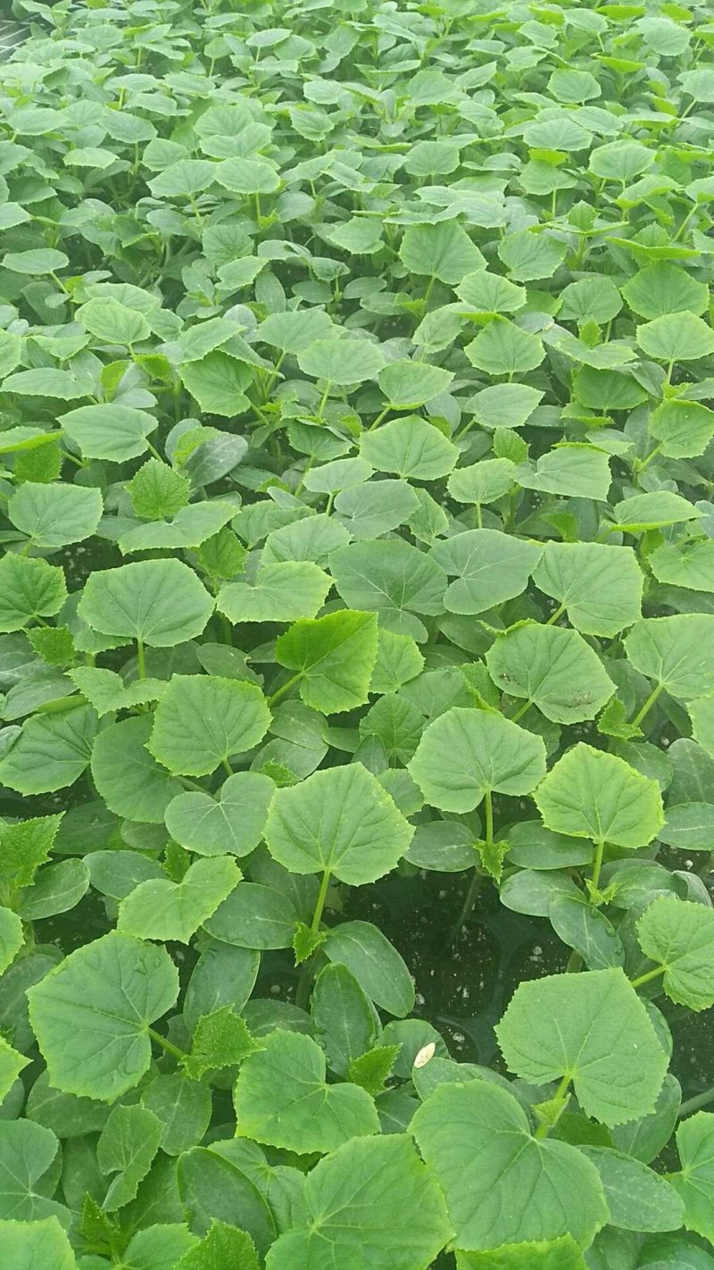 黄瓜苗山东聊城莘县大型苗厂