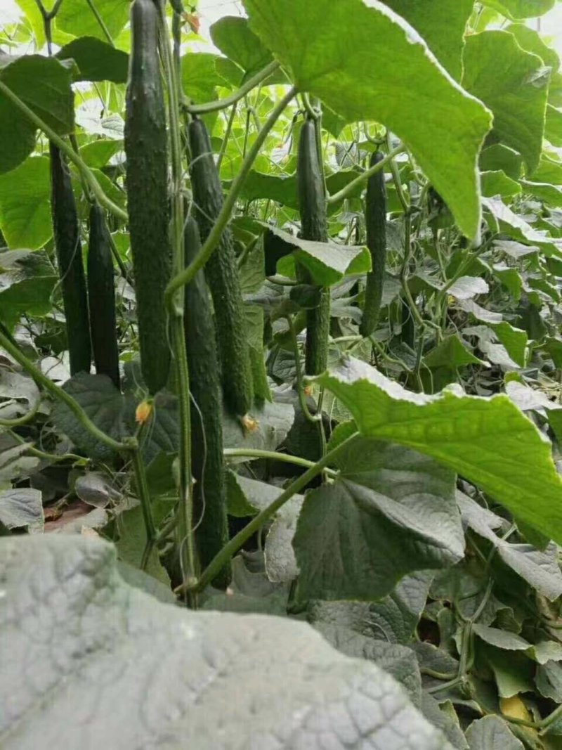 黄瓜苗山东聊城莘县大型苗厂