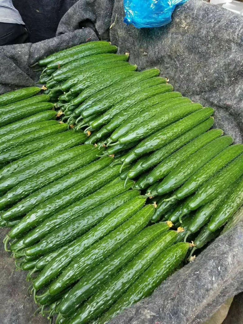黄瓜苗山东聊城莘县大型苗厂
