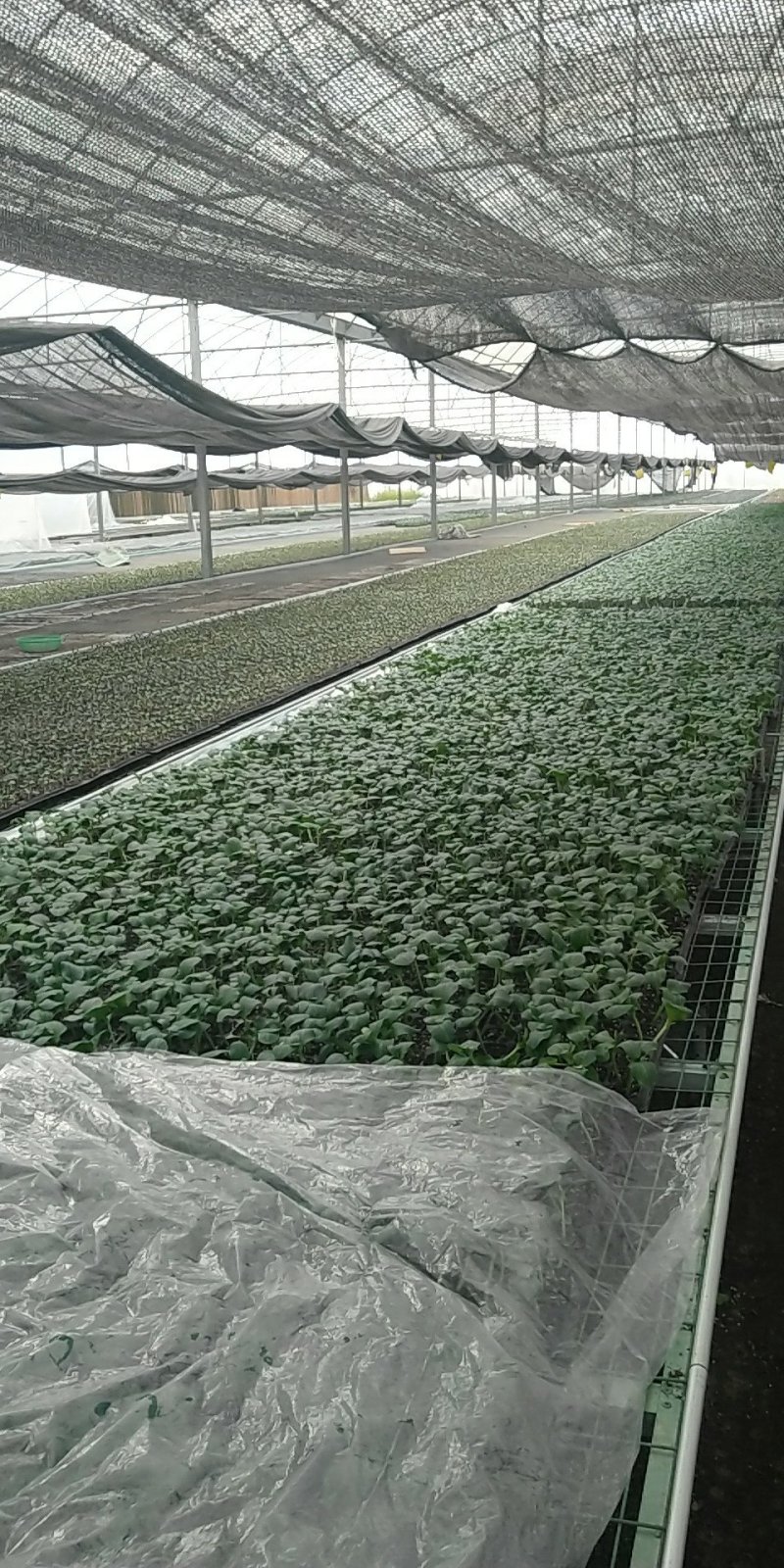 黄瓜苗山东聊城莘县大型苗厂