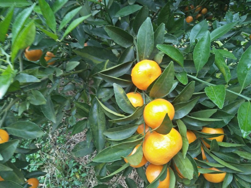 马水