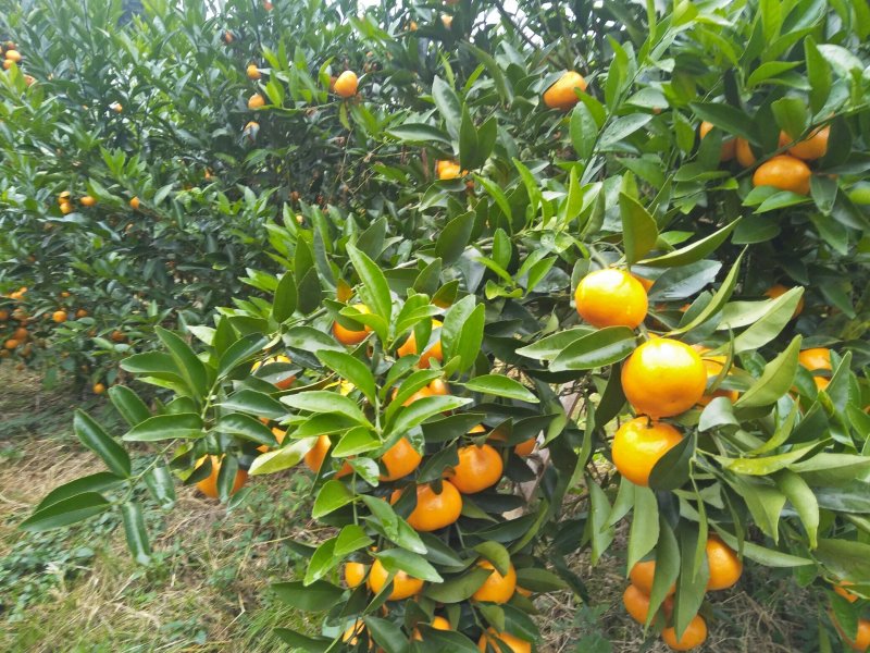 马水