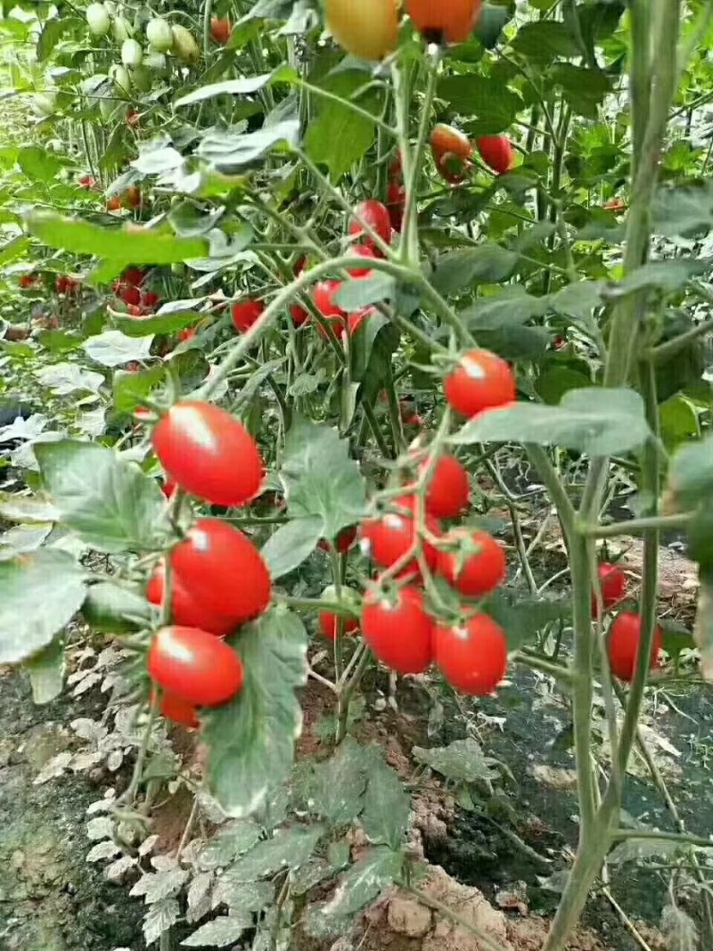 圣女果15g以上