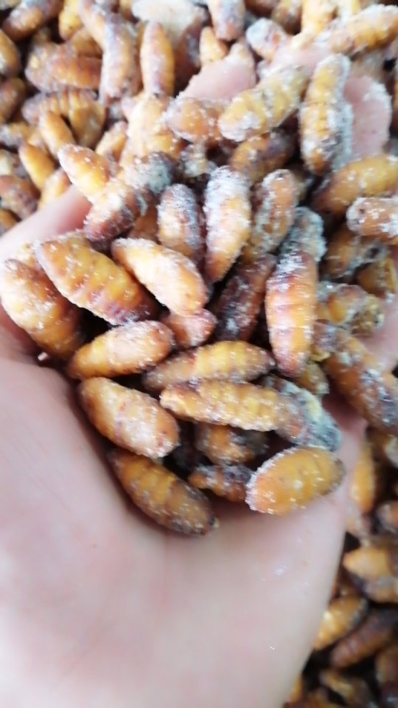 金丝蛹