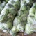 圆甘蓝球形好颜色绿质量好！二斤左右质量杠杠滴！