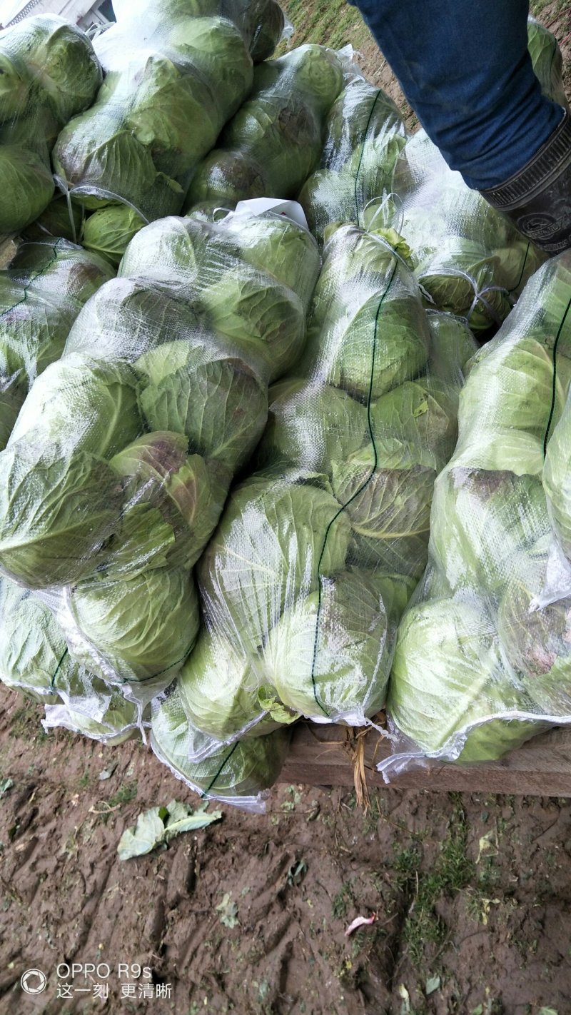 圆甘蓝球形好颜色绿质量好！二斤左右质量杠杠滴！