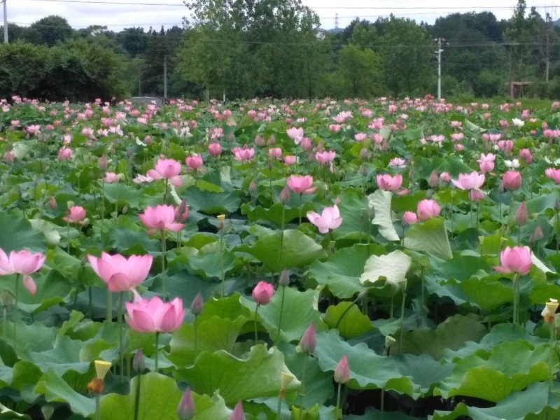 太空莲36号种苗莲子种苗莲藕种苗高产莲子苗观赏荷花苗红花