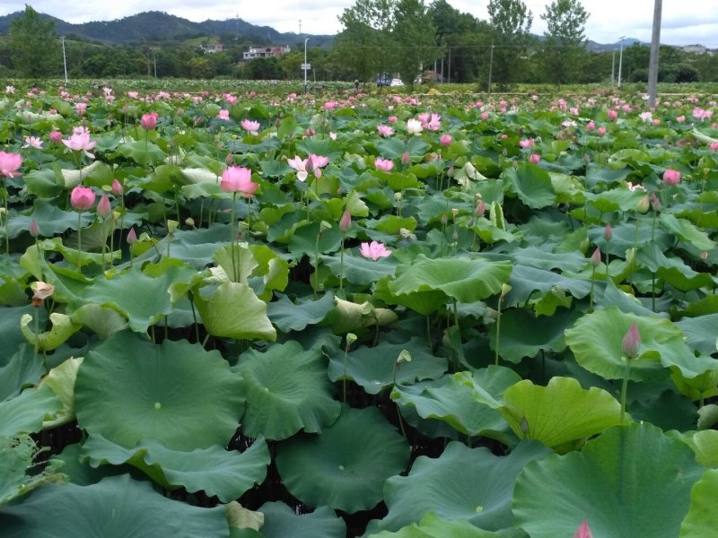 太空莲36号种苗莲子种苗莲藕种苗高产莲子苗观赏荷花苗红花