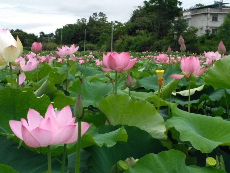 太空莲36号种苗莲子种苗莲藕种苗高产莲子苗观赏荷花苗红花