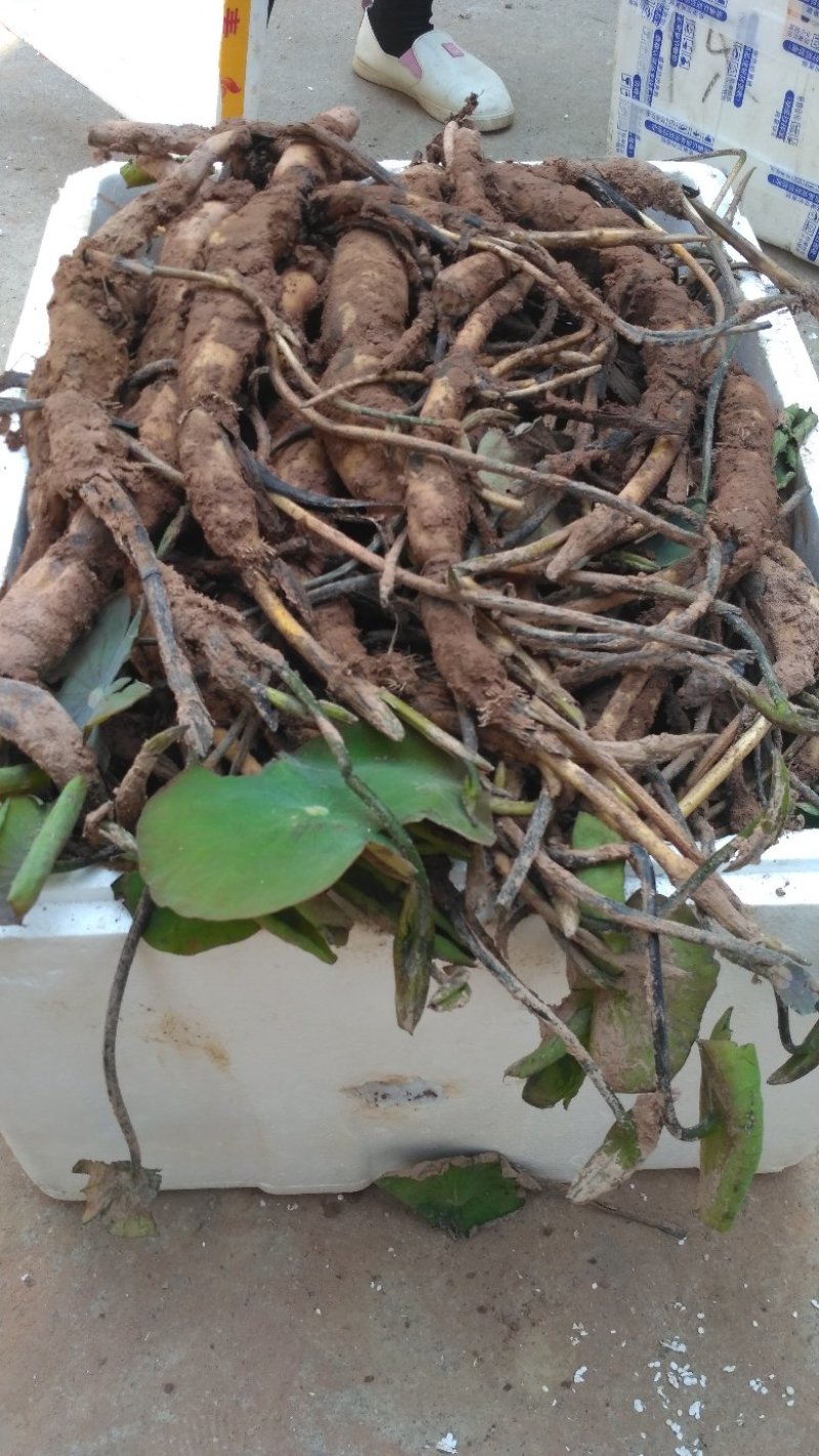 太空莲36号种苗莲子种苗莲藕种苗高产莲子苗观赏荷花苗红花