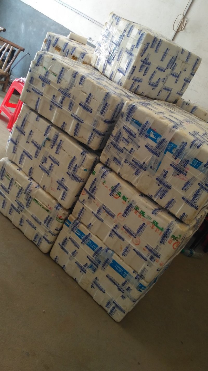 太空莲36号种苗莲子种苗莲藕种苗高产莲子苗观赏荷花苗红花