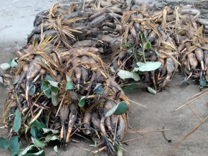 太空莲36号种苗莲子种苗莲藕种苗高产莲子苗观赏荷花苗红花