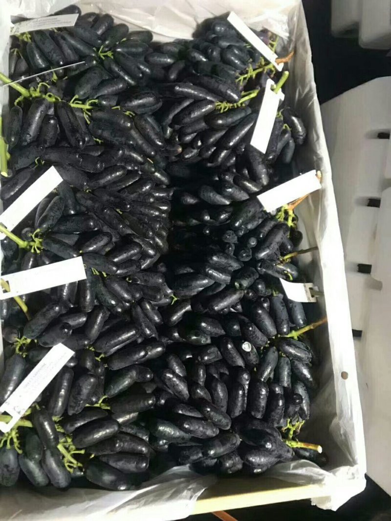 甜蜜蓝宝石葡萄苗，单穗重3-4斤，果肉甘甜，