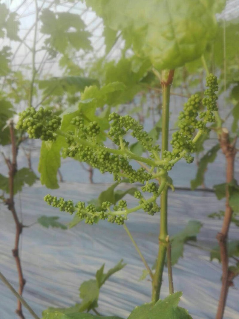甜蜜蓝宝石葡萄苗，单穗重3-4斤，果肉甘甜，