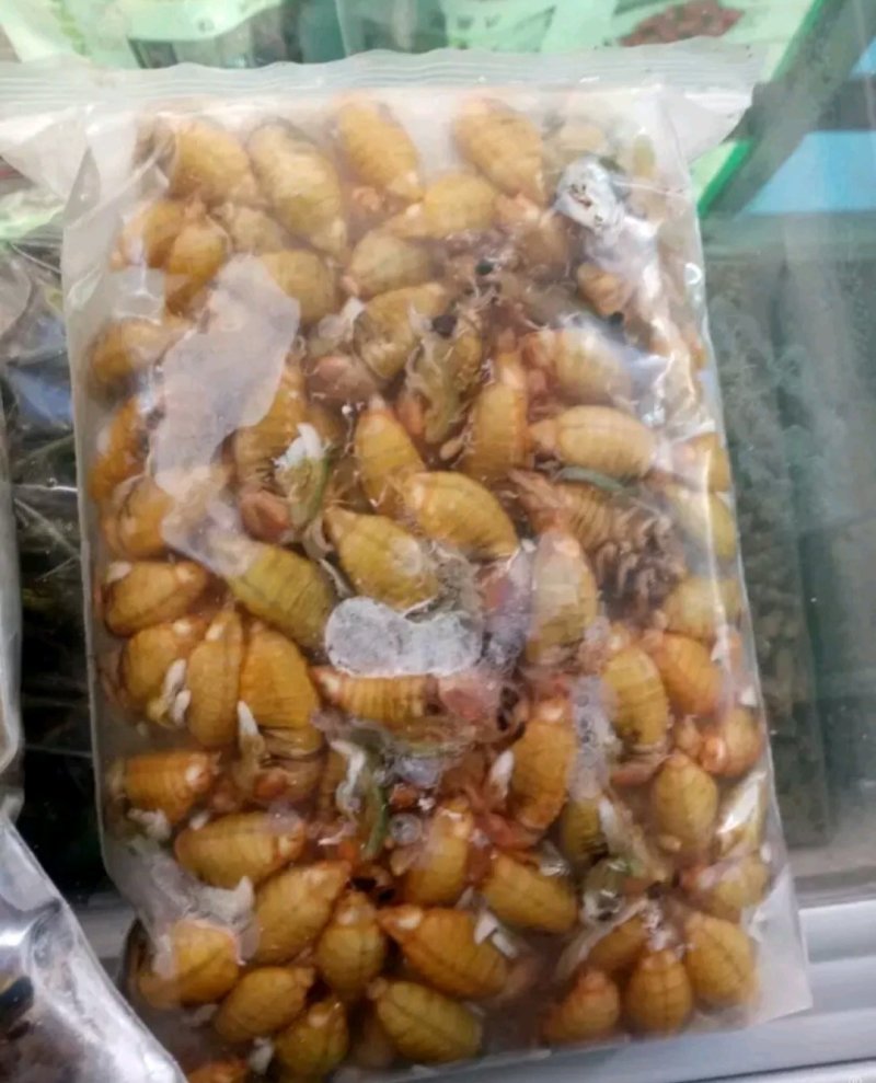 板冻白蝉