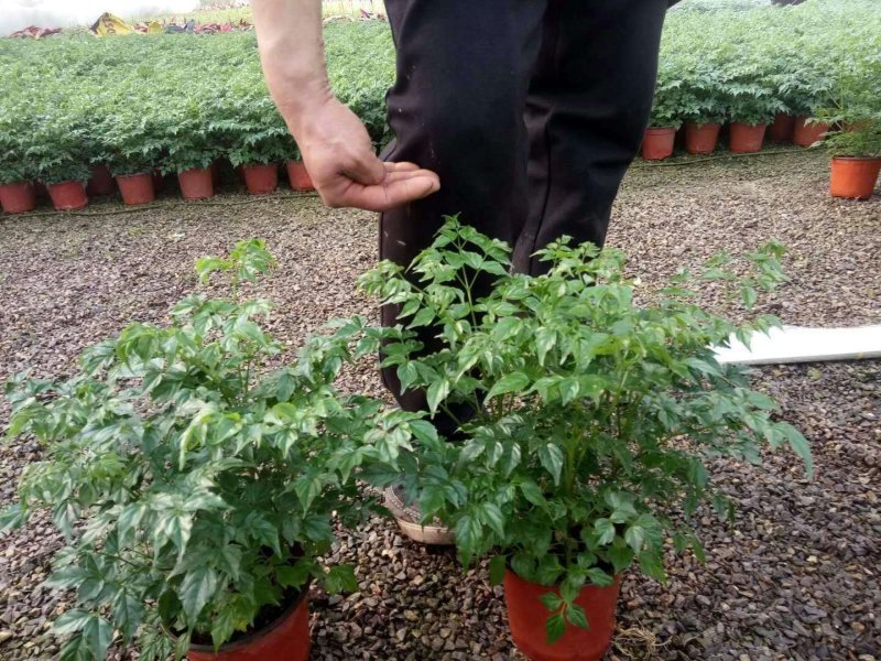 优质单棵，组盆幸福树大量上市