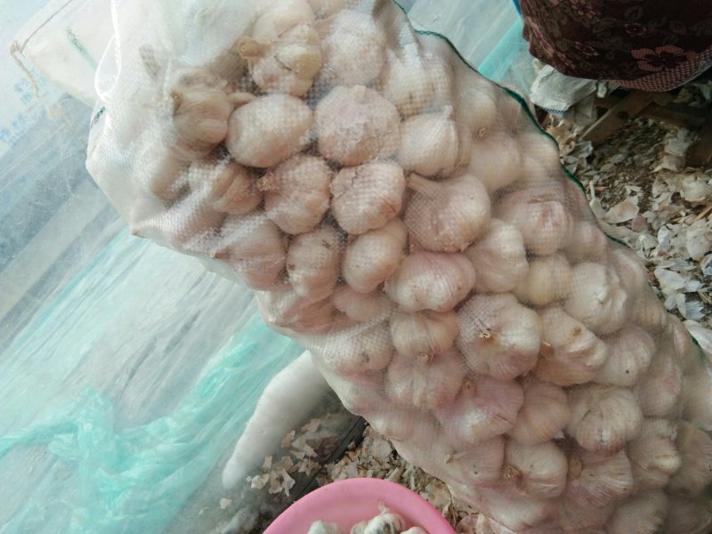 金乡苍山邳州大蒜