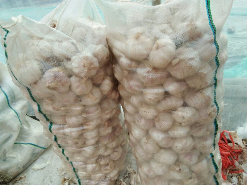 金乡苍山邳州大蒜