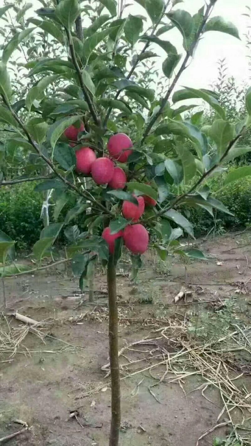 精品鸡心果树苗，果个适中，口感清脆脆甜可口
