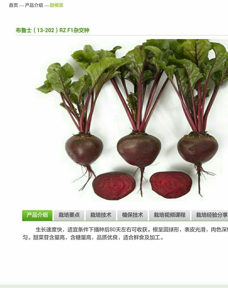 江苏省沛县二千吨红甜菜根，紫菜根基地直销