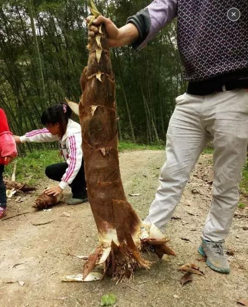 大型楠竹竹子苗楠竹苗食用竹笋苗庭院围墙种植毛竹苗竹鞭种植