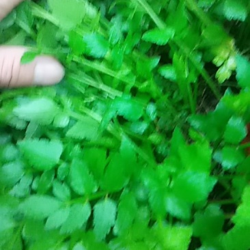 水芹苗