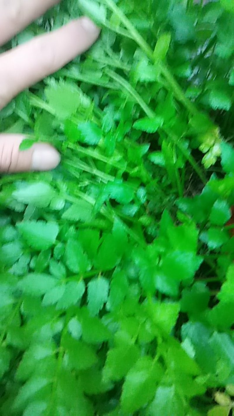 水芹苗