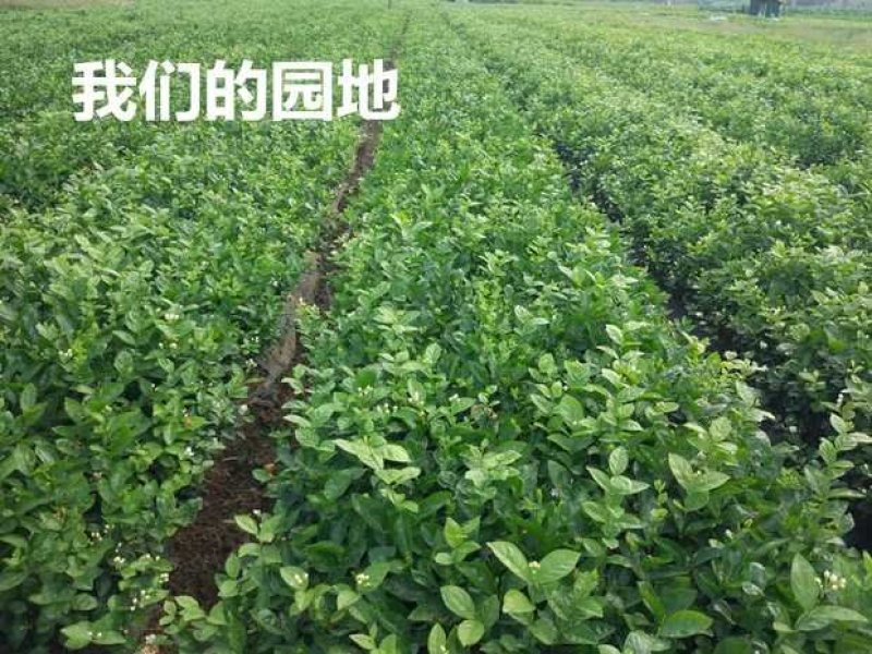 包邮横州市重瓣白色茉莉花苗4年苗当年开花(10棵起批)