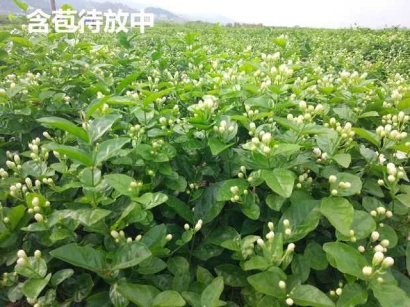 包邮横州市重瓣白色茉莉花苗4年苗当年开花(10棵起批)