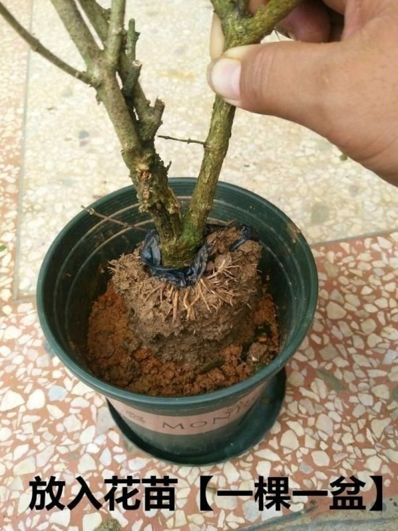 包邮横州市重瓣白色茉莉花苗4年苗当年开花(10棵起批)