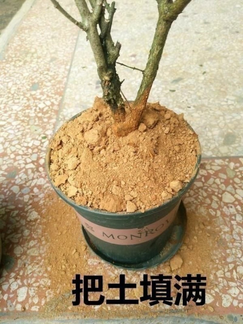 包邮横州市重瓣白色茉莉花苗4年苗当年开花(10棵起批)