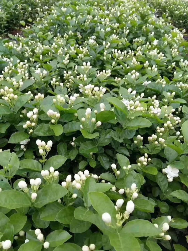 包邮横州市重瓣白色茉莉花苗4年苗当年开花(10棵起批)