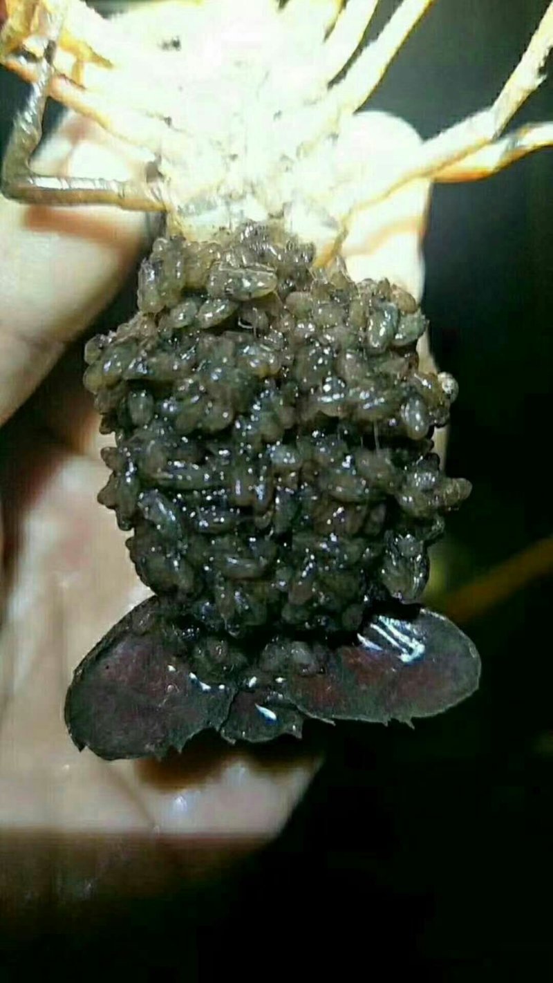 种虾种虾批发出售种虾