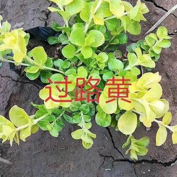 金叶过路黄紫花地丁冰岛虞美人花灌木大量出售