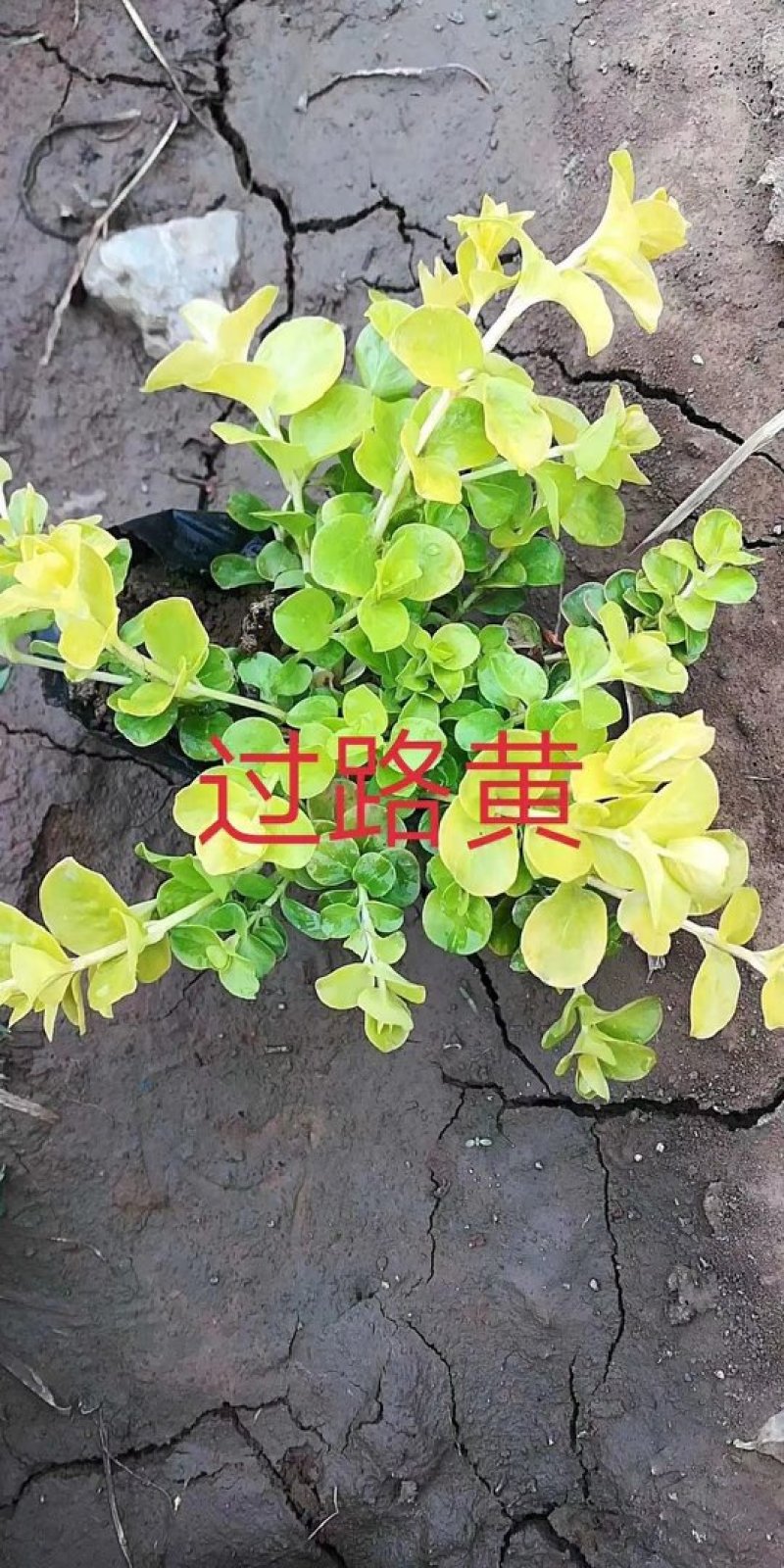 金叶过路黄紫花地丁冰岛虞美人花灌木大量出售